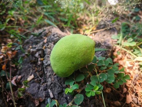A small mango fruit falls from the tree Stock Photos