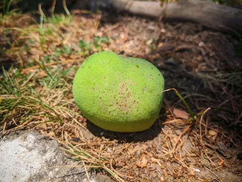 Small mango fruit that fell to the ground Stock Photos
