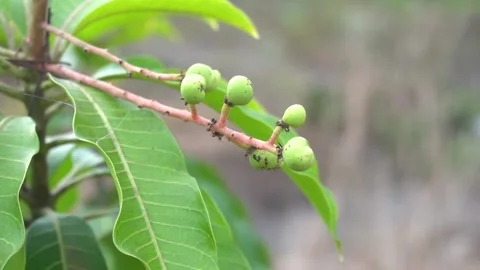 Small mango is growing on the mango tree. Stock Footage 135961981