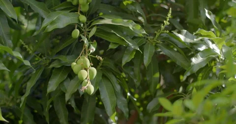 A small mango has just emerged.There are many mangoes in the bunch. Stock Footage 297892033