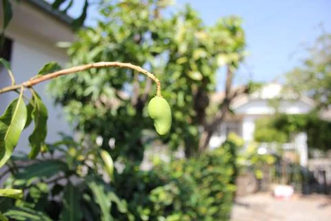 Small mango Stock Photos
