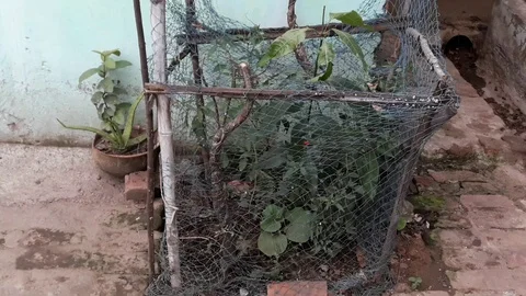 Small mango plant Stock Footage 126165137