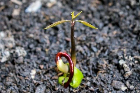 Small mango plant. Stock Photos