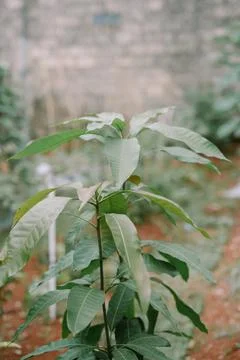 A small mango tree with lush green leaves growing in a garden Stock Photos