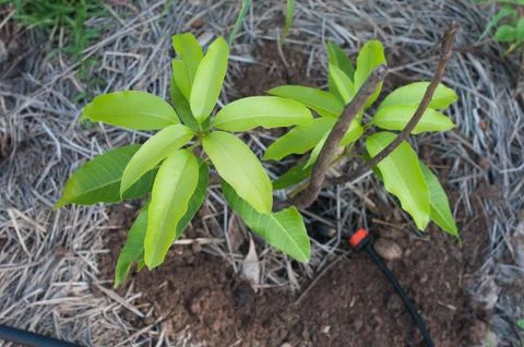 Small mango tree Stock Photos