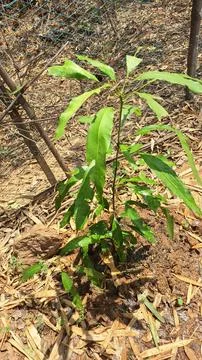 Small mango tree Stock Photos