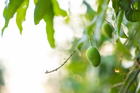 A small mango on the tree. Shallow clear image Stock Photos