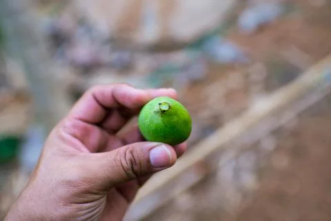 A small mango on the tree. Shallow clear image Stock Photos