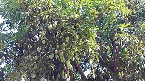 Small mangoes hanging on th tree Stock-Footage 118430656