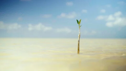 Small mangrove in the clear water of the lagoon. Stock-Footage 128616185