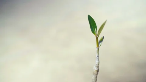 Small mangrove in the clear water of the lagoon. Stock-Footage 128616295