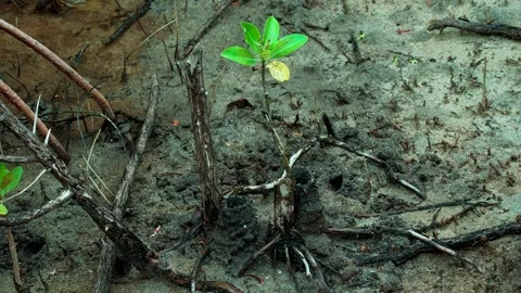 Small Mangrove Sapling Surrounded by Exposed Tree Roots Stock-Footage 343603416