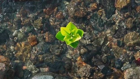 Small mangrove tree on the beach during low tide Stock Footage 237576026
