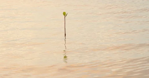 Small mangrove tree on the coast Vídeos de archivo 219930900