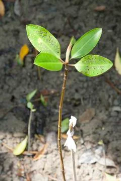 Small mangrove tree Stock Photos