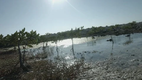 Small mangrove trees Stock Footage 87707085