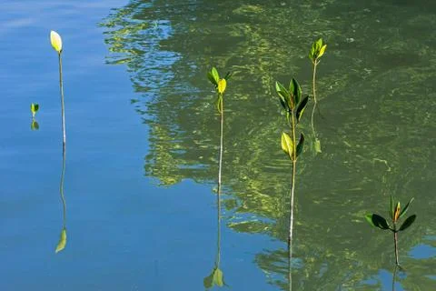 Small mangrove trees Stock Photos