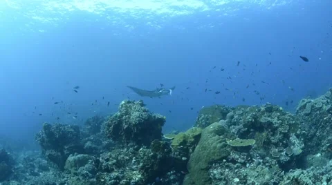 Small Manta Cleaning. mp4 Stock Footage 66694023