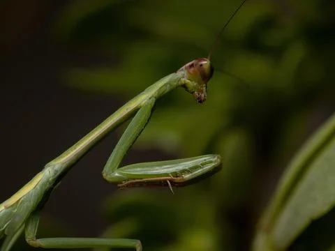 Small Mantid Nymph Foto stock