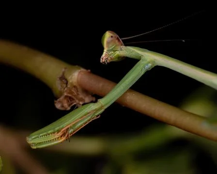 Small Mantid Nymph Foto stock