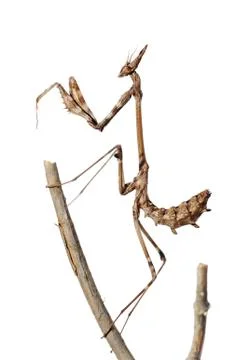 Small mantis on a branch, isolated Stock Photos