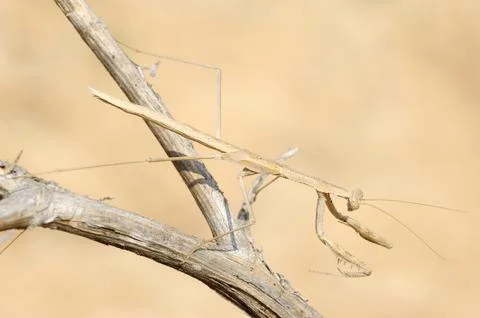 Small mantis on a branch Stock Photos