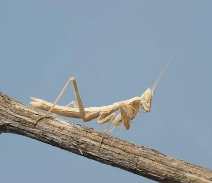 Small mantis Stock Photos