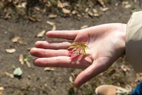 Small maple autumn leaf in the hand Stock Photos