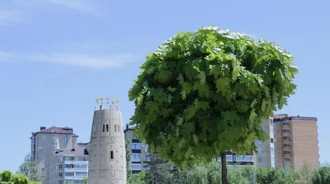 Small maple on the background of the city panorama of Maykop Stock Photos