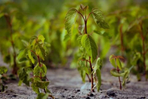 A small maple grow.Image with selective focus. Stock Photos