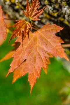 Small maple leaves Stock Photos