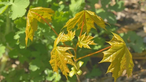 Small maple. Little tree with leaves sways on wind. Sunny spring weather Video stock 74434669
