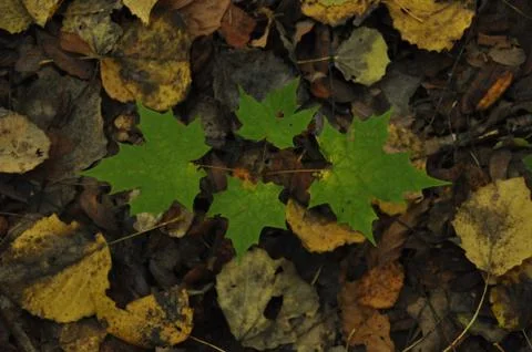 Small maple Stock Photos