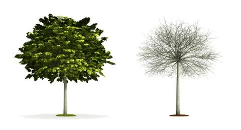 Small maple tree. Stock Illustration