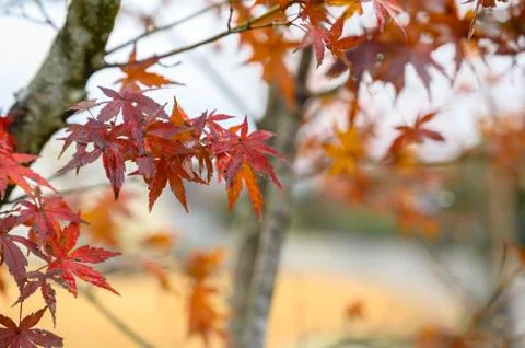 Small maple tree Stock Photos