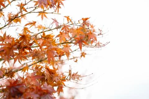 Small maple tree Stock Photos