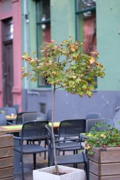 A small maple tree in a pot on the dais of a street cafe Stock Photos