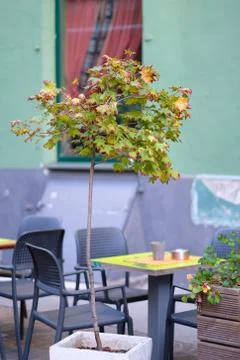 A small maple tree in a pot on the dais of a street cafe Stock Photos