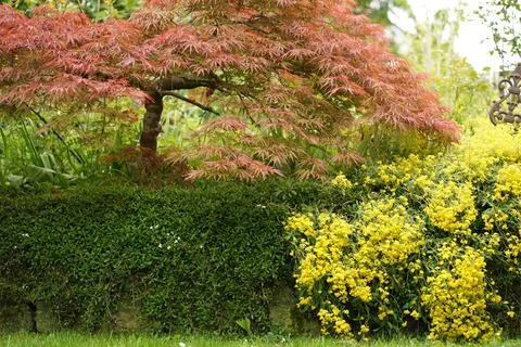 Small maple tree with yellow flower on springtime. Stock Photos