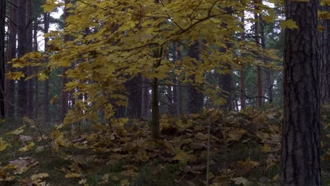 Small maple tree with yellow leaves in pine forest Stock Footage 321553163
