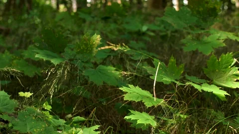 Small maple trees on forest floor Video stock 195298598