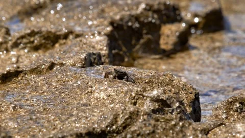 Small marbled shore crab crawling along wet coastal rock scraping food with Stock Footage 346176881