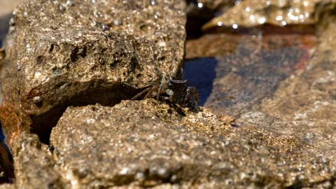 Small marbled shore crab crawling along wet coastal rock scraping food with Stock Footage 346177146
