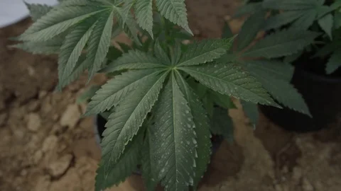 Small Marijuana Plants 1 Stock Footage 79011234