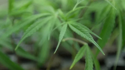 Small Marijuana Plants 2 Stock Footage 79011145