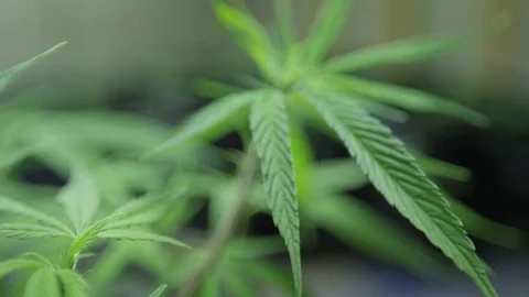 Small Marijuana Plants 3 Stock Footage 79011011
