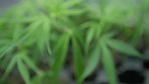 Small Marijuana Plants 4 Stock Footage 79010897