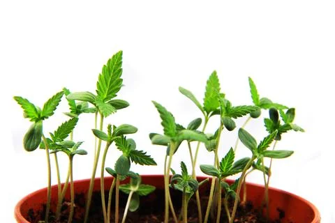 Small marijuana plants Stock Photos