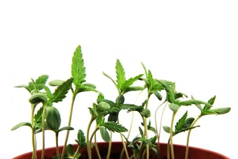Small marijuana plants Stock Photos