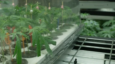 Small Marijuana Plants Under Lights Indoor Grow House 2 Stock Footage 90800240